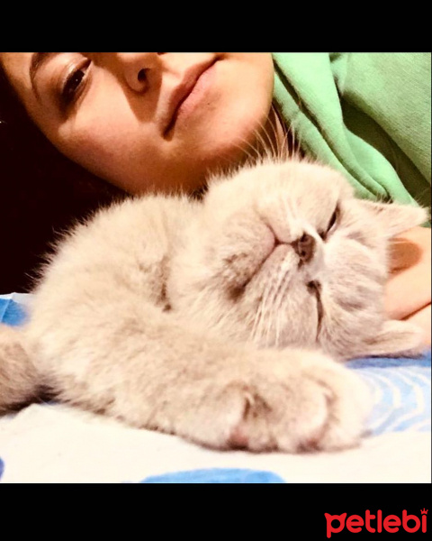 British Shorthair, Kedi  legolas fotoğrafı