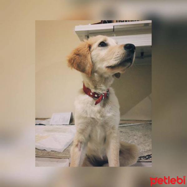 Golden Retriever, Köpek  Arya fotoğrafı
