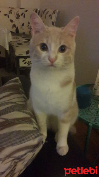 Tekir Kedi, Kedi  Badem fotoğrafı