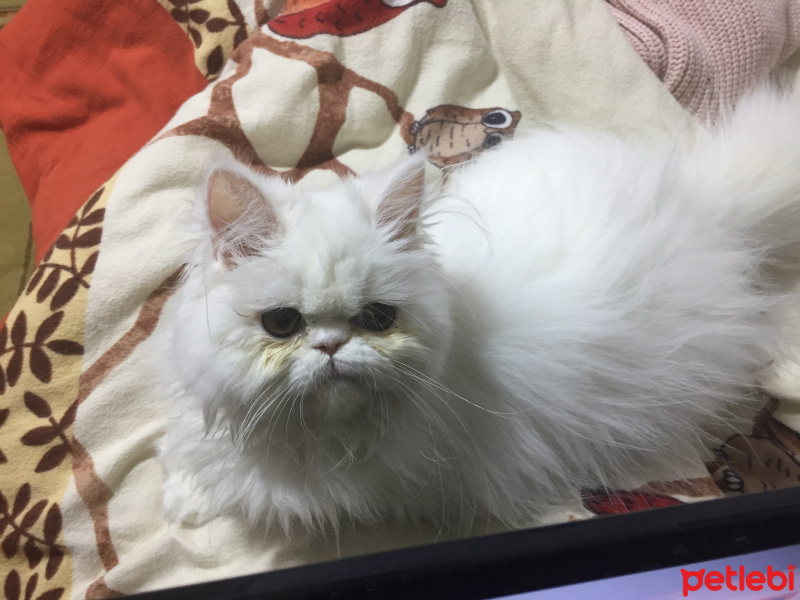 İran Kedisi (Persian), Kedi  Pamuk fotoğrafı