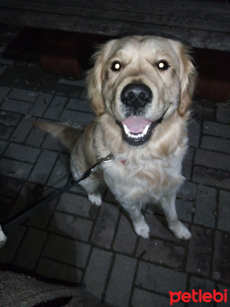 Golden Retriever, Köpek  Oscar fotoğrafı