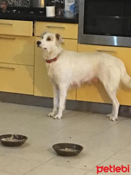 İngiliz Setter, Köpek  Bebişler Yuva Arıyor fotoğrafı