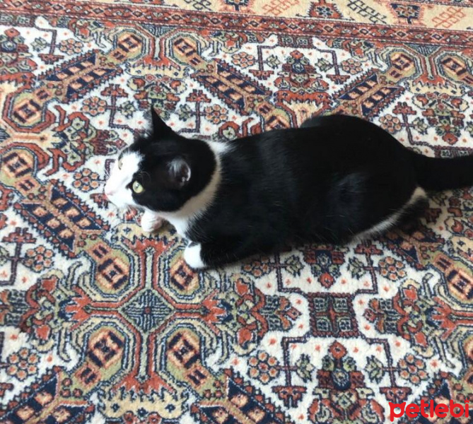 Tekir Kedi, Kedi  Atiba fotoğrafı