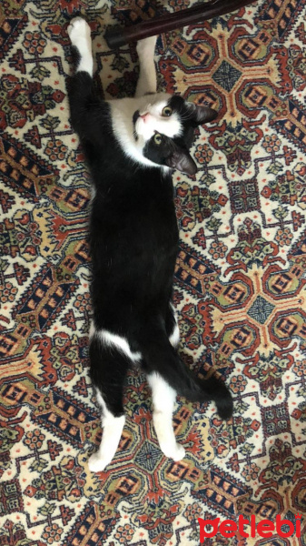 Tekir Kedi, Kedi  Atiba fotoğrafı