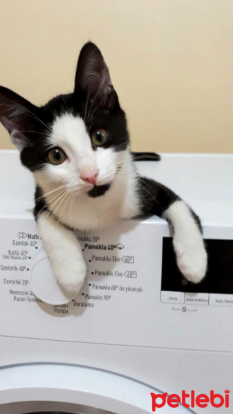 Tekir Kedi, Kedi  Atiba fotoğrafı
