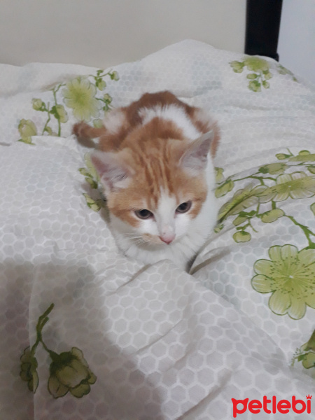 Tekir Kedi, Kedi  Miço fotoğrafı