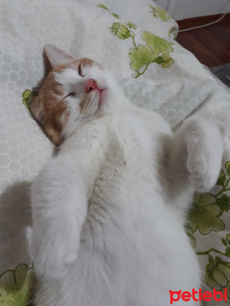 Tekir Kedi, Kedi  Miço fotoğrafı