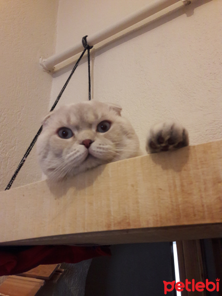 Scottish Fold, Kedi  Rafael fotoğrafı