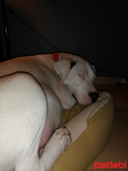 Dogo Arjantin, Köpek  Molly fotoğrafı