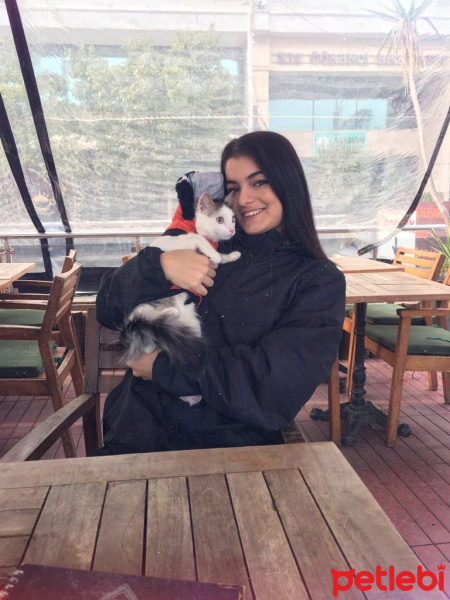 Tekir Kedi, Kedi  Mavi fotoğrafı