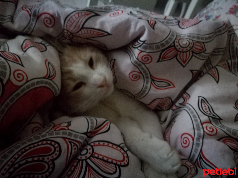 Tekir Kedi, Kedi  Kamil fotoğrafı