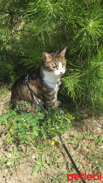 Tekir Kedi, Kedi  Sisdoğ fotoğrafı