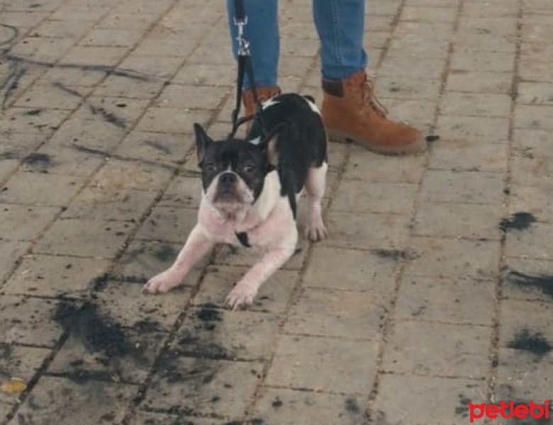 Fransız Bulldog, Köpek  Pablo fotoğrafı