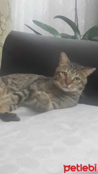 Tekir Kedi, Kedi  ROKA fotoğrafı