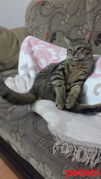 Tekir Kedi, Kedi  ROKA fotoğrafı