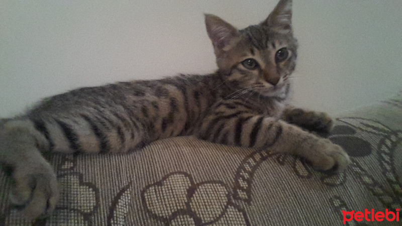 Tekir Kedi, Kedi  ROKA fotoğrafı
