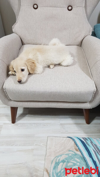 Golden Retriever, Köpek  Köpük fotoğrafı