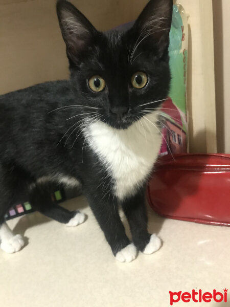 Tuxedo (Smokin) Kedi, Kedi  Çamur fotoğrafı