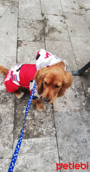 Amerikan Cocker Spaniel, Köpek  Tesla fotoğrafı