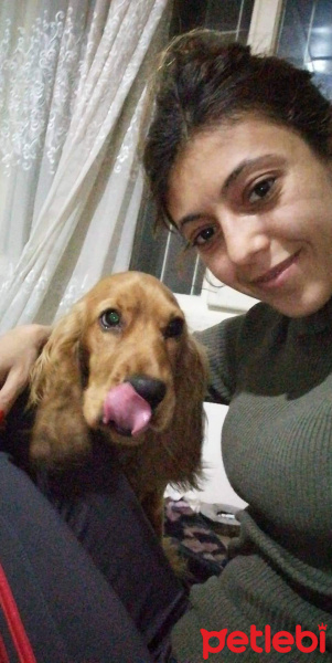 Amerikan Cocker Spaniel, Köpek  Tesla fotoğrafı