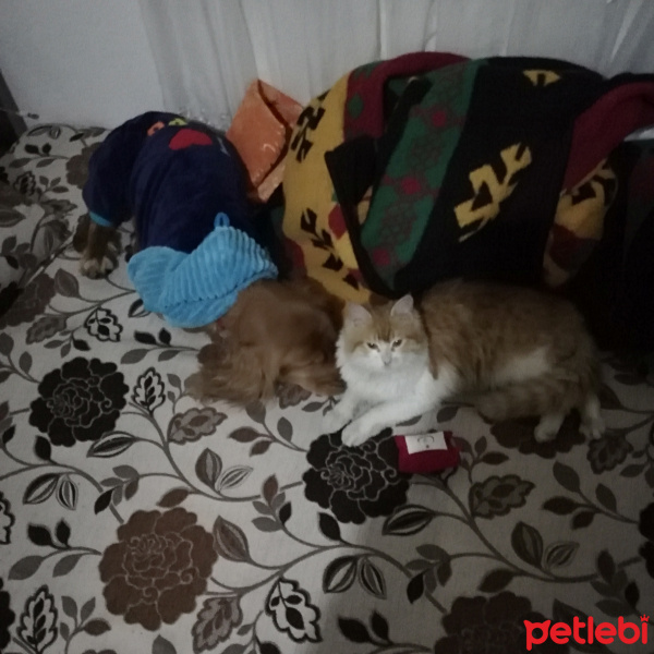 Soke, Kedi  Cadı fotoğrafı