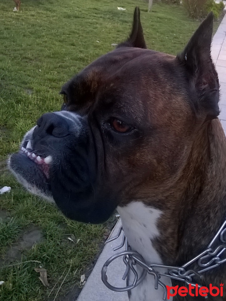 Boxer, Köpek  Nikita fotoğrafı