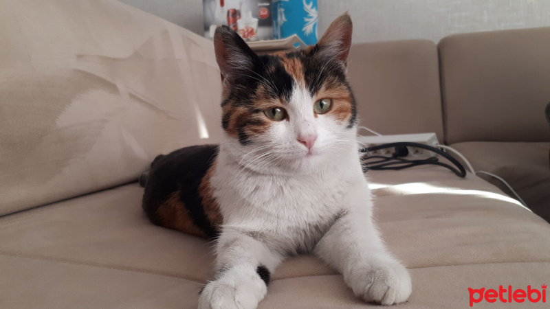 Tekir Kedi, Kedi  Kınalı fotoğrafı
