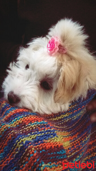 Maltese, Köpek  Karamel fotoğrafı