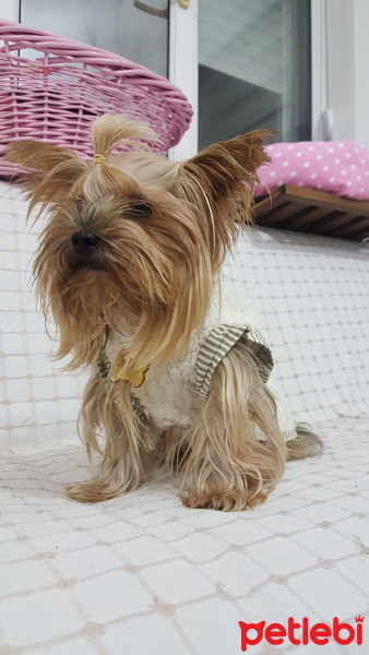 Yorkshire Terrier, Köpek  Yorgo fotoğrafı