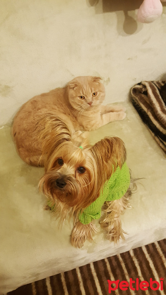 Yorkshire Terrier, Köpek  Yorgo fotoğrafı
