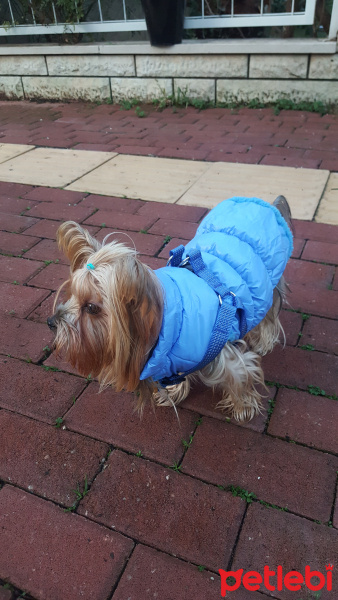 Yorkshire Terrier, Köpek  Yorgo fotoğrafı