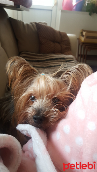 Yorkshire Terrier, Köpek  Yorgo fotoğrafı
