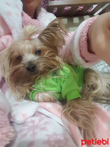 Yorkshire Terrier, Köpek  Yorgo fotoğrafı