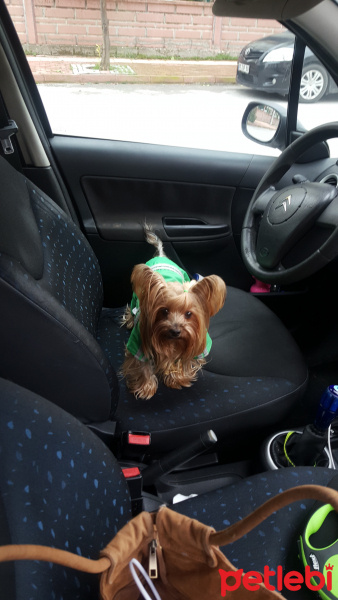 Yorkshire Terrier, Köpek  Yorgo fotoğrafı