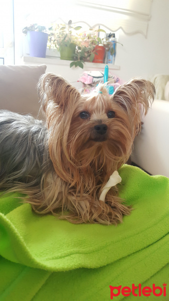 Yorkshire Terrier, Köpek  Yorgo fotoğrafı