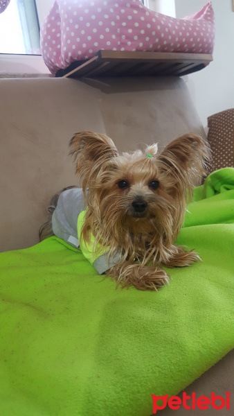 Yorkshire Terrier, Köpek  Yorgo fotoğrafı