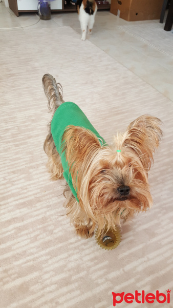 Yorkshire Terrier, Köpek  Yorgo fotoğrafı