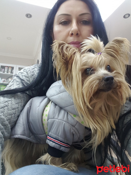 Yorkshire Terrier, Köpek  Yorgo fotoğrafı