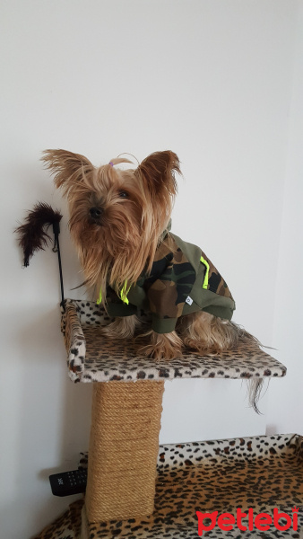 Yorkshire Terrier, Köpek  Yorgo fotoğrafı