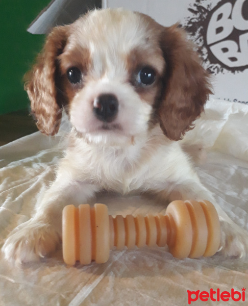Cavalier King Charles Spanieli, Köpek  loui fotoğrafı