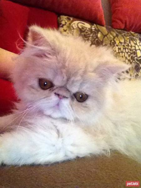 İran Kedisi (Persian), Kedi  Loli fotoğrafı