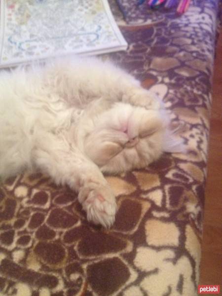 İran Kedisi (Persian), Kedi  Loli fotoğrafı