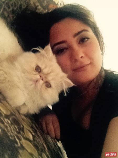 İran Kedisi (Persian), Kedi  Loli fotoğrafı