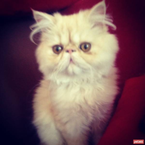 İran Kedisi (Persian), Kedi  Loli fotoğrafı