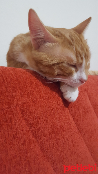 Sarman, Kedi  Bam bam fotoğrafı