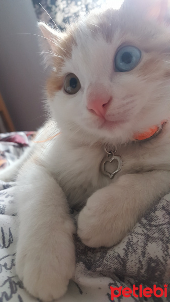 Van Kedisi, Kedi  Caş fotoğrafı