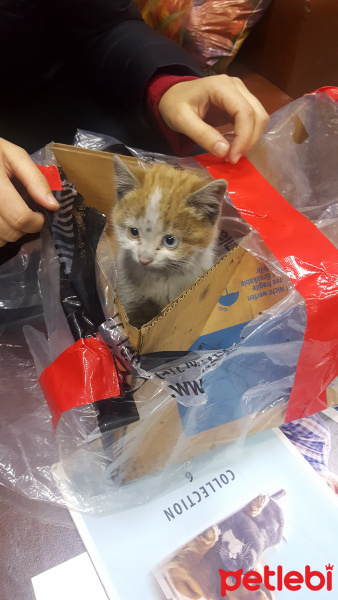 Van Kedisi, Kedi  Caş fotoğrafı