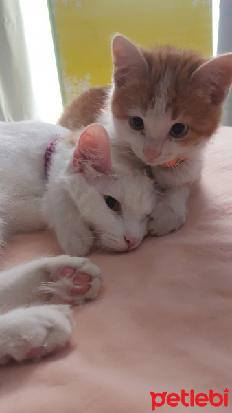 Van Kedisi, Kedi  Caş fotoğrafı