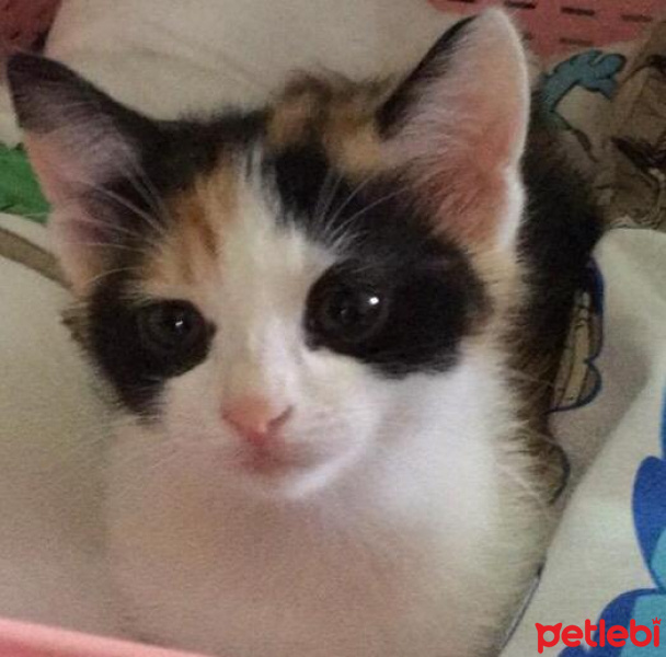 Tekir Kedi, Kedi  DEVA fotoğrafı