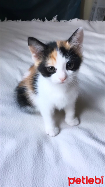 Tekir Kedi, Kedi  DEVA fotoğrafı